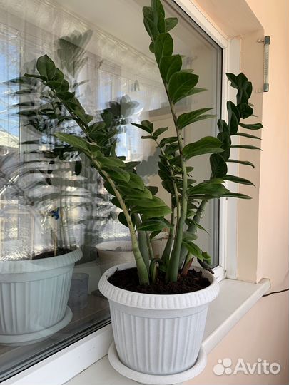 Замиокулькас