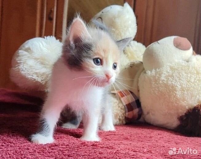 Котенок