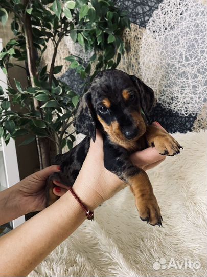 Щенки Мраморной Таксы