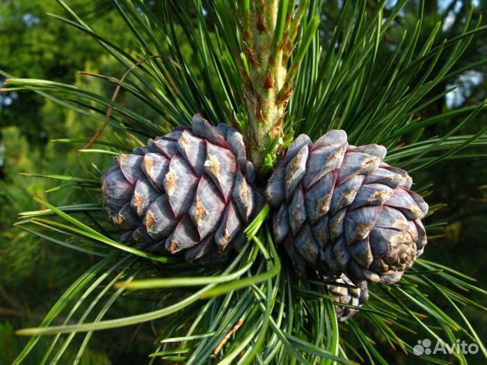 Саженцы кедра сибирского привитые с шишками