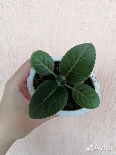 Глоксинии, мята комнатная, шефлера