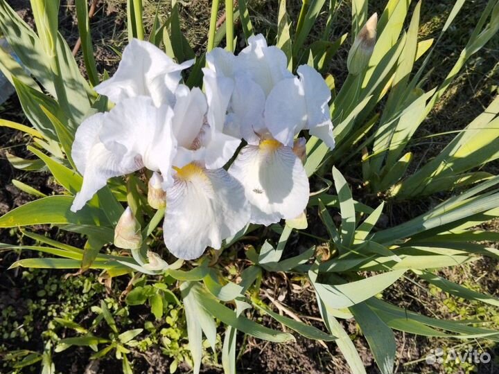 Ирис(бронь) Ромашка (бронь), Овсянница