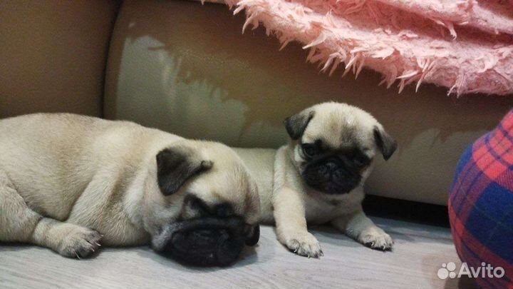 Мопсодетки