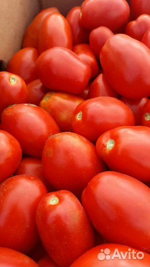 Помидоры красные оптом