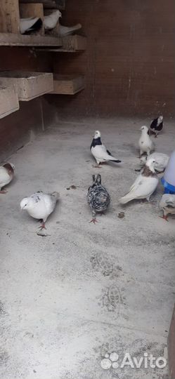 Голуби