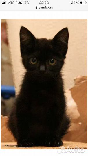 Маленький ласковый котик