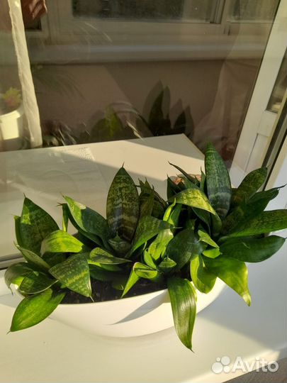 Сансевьерия ханни