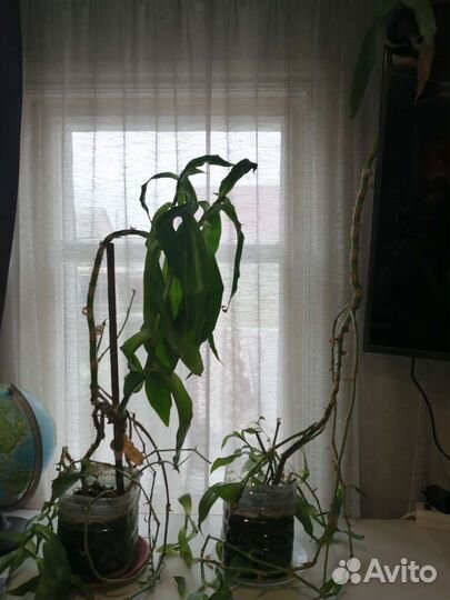 Растение золотой ус