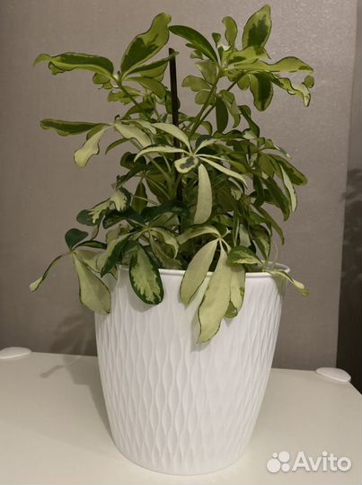 Кашпо для цветов