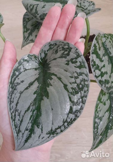 Сциндапсус Сильвер Хиро,Экзотика