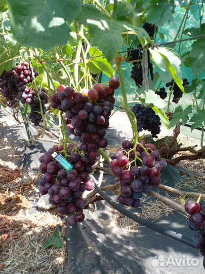 Черенки винограда