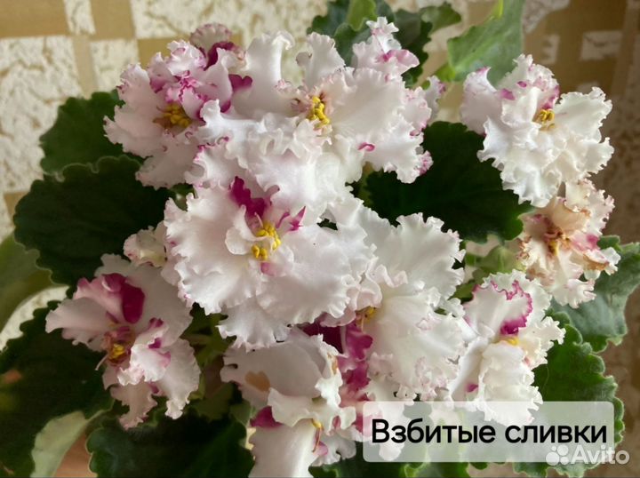 Сортовые Фиалки (10 сортов)