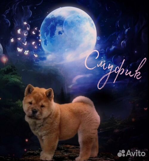 Делаю Обработки бесплатно