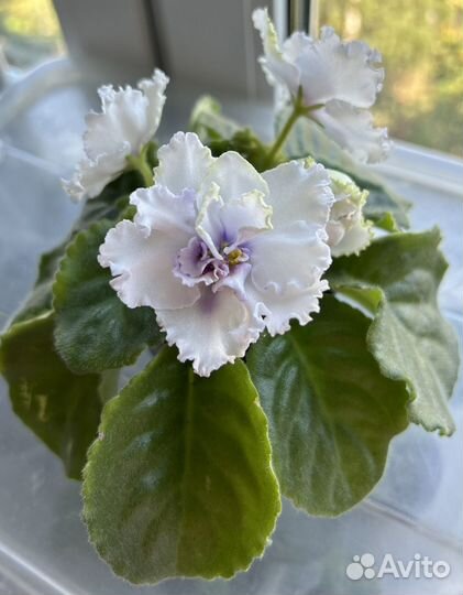 Сортовые фиалки