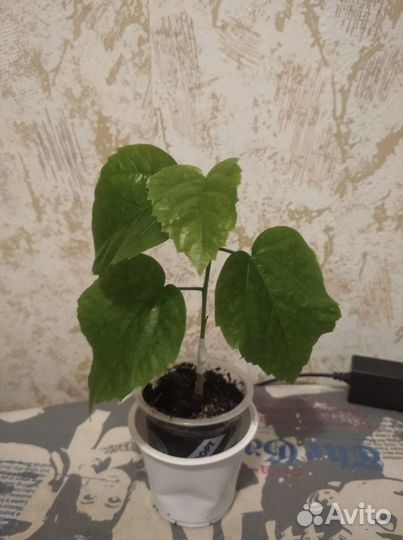Formoza black pearl сортовой гибискус