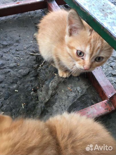 Кошки в добрые руки бесплатно