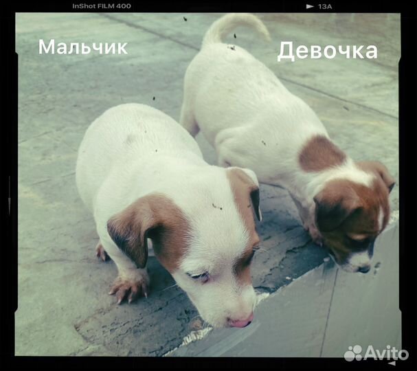 Щенки джек Рассел терьер