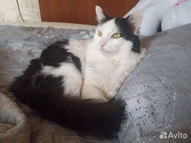 Кот засранец в дар бесплатно