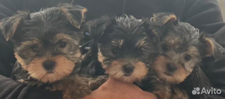 Йоркширский терьер