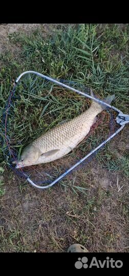 Платная рыбалка