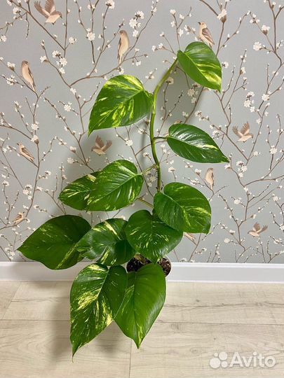 Эпипремнумы/ сциндапсусы