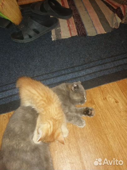 Котик в дар бесплатно