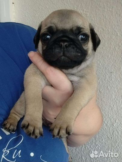 Щенки мопса