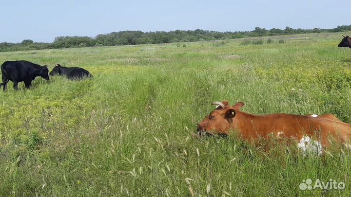 Коровы дойные молочные