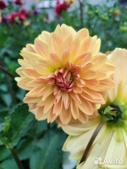 Георгины клубни