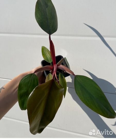 Филодендрон Рэд Эмиральд