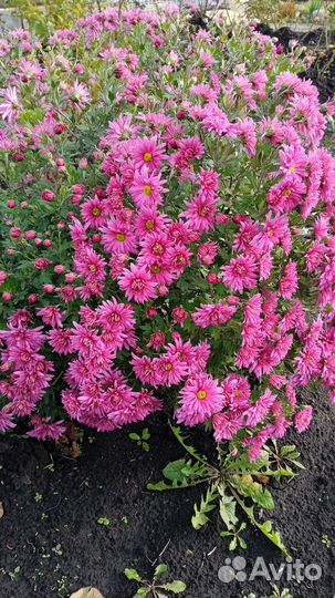 Хризантемы