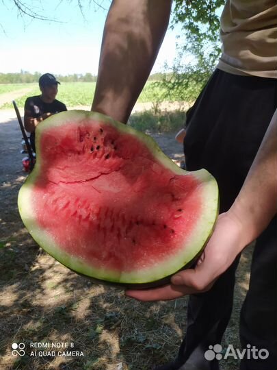 Арбуз каристан