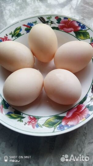 Утиные яйца