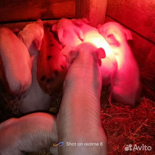 Поросята 1.5 мес Ландрас Дюрок