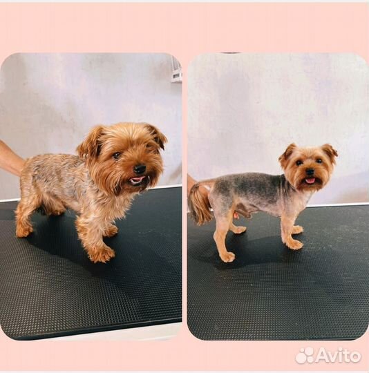 Стрижка собак груминг. Нужны модели