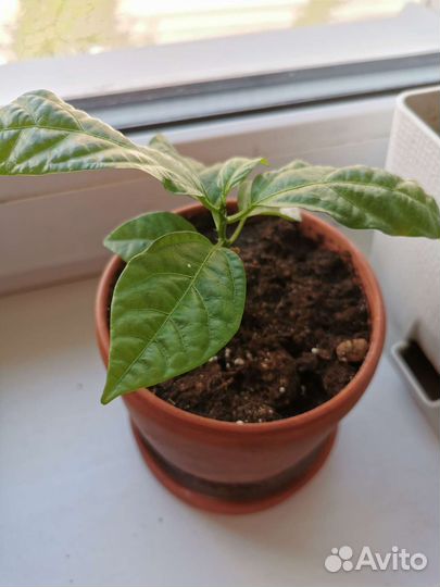 Пассифлора маракуйя