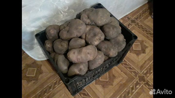 Картофель домашний