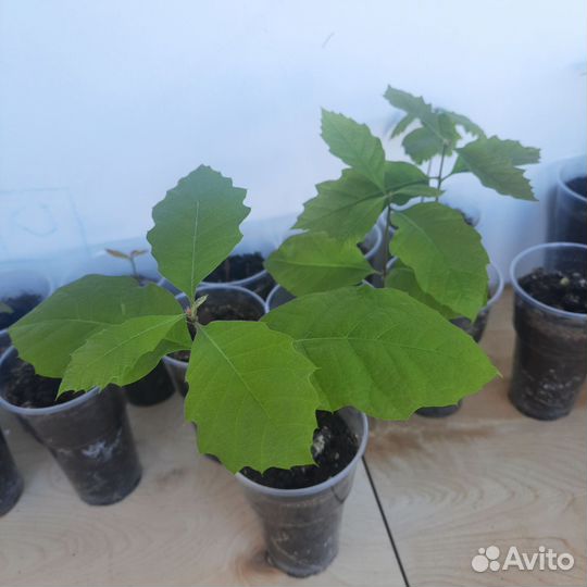 Красный канадский дуб