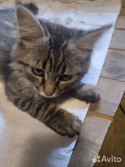 Котята в дар с доставкой