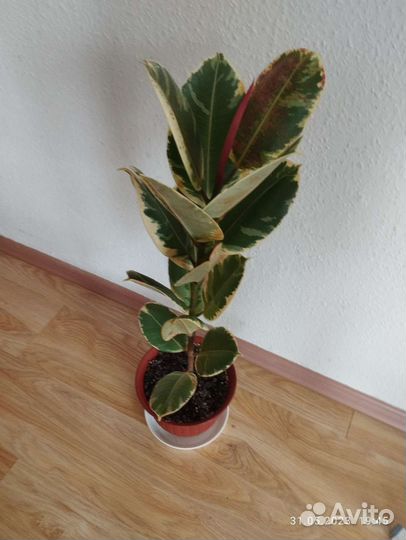 Фикус эластика тинеке
