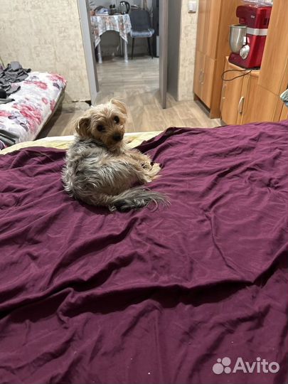 Вязка собак Йорк