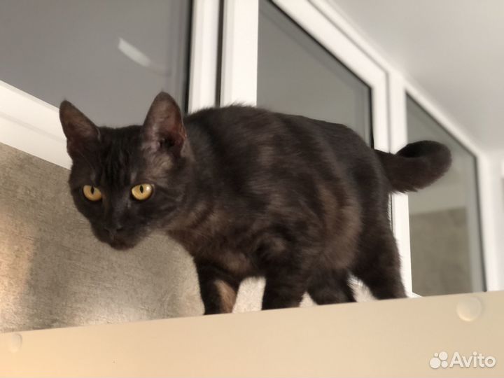 Черная красавица в добрые руки