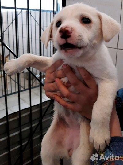 Блондины и другие в дар