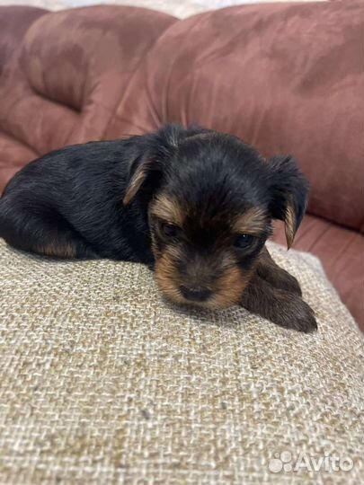 Йоркширский терьер мини беби фейс щенки