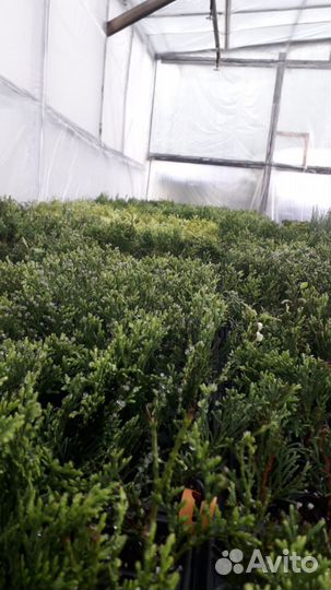 Туя смарагд