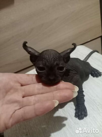 Котята эльфы