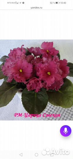 Сортовые фиалки