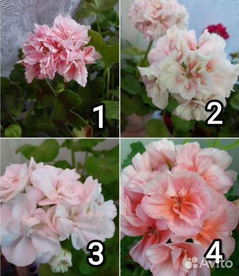 Герань пеларгония цветущее растение