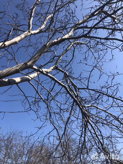 Ствол грецкого ореха