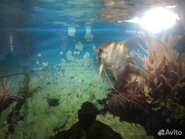 Аквариум с рыбками